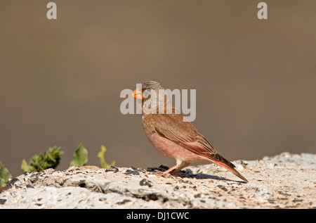 Trumpeter Finch - Bucanates githagineus Foto Stock