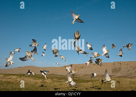 Snow Bunting Plectrophenax nivalis Foto Stock