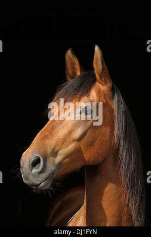 Paso Fino ritratto bay adulto Foto Stock