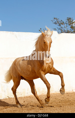 Barb cavallo stallone Palomino paddock di allevamento Foto Stock