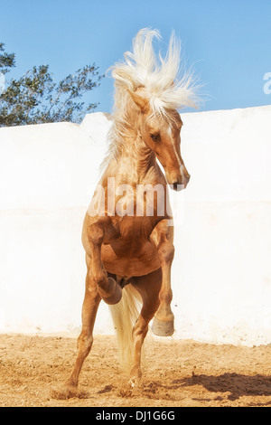 Barb cavallo stallone Palomino paddock di allevamento Foto Stock