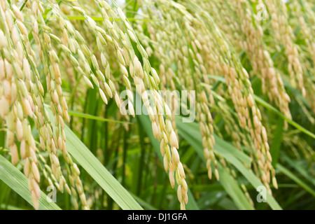 Primo piano i grani di riso di campo nei pressi di raccolto Foto Stock