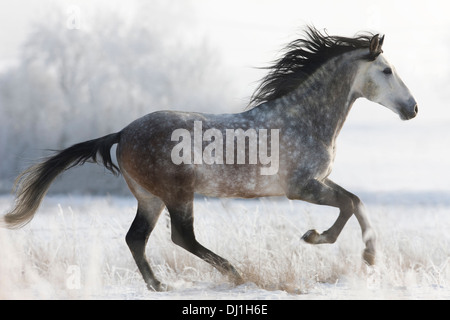 Pura spagnola andalusa cavallo colline punteggiano stallone grigio al galoppo pascoli innevati Foto Stock