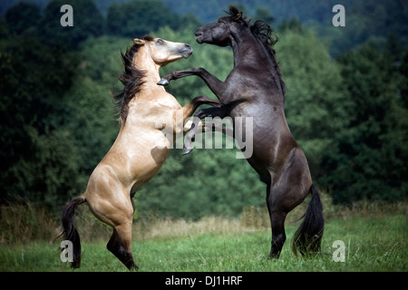 Arab-Barb Arabian-Barb due giovani stalloni pascolo di combattimento Foto Stock