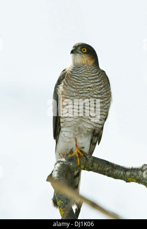 Eurasian Sparviero (Accipiter nisus), femmina appollaiato sul ramo Foto Stock