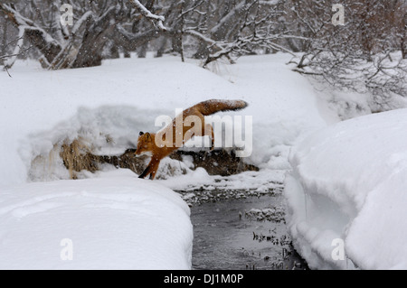 Red Fox (Vulpes vulpes vulpes) saltando su una insenatura. Kronotsky Zapovednik, Kamchatka, Russia Foto Stock