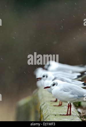 Testa nera gabbiani (Chroicocephalus ridibundus) seduto in una linea su una parete in nevischio e neve, Cornwall, Inghilterra. Foto Stock