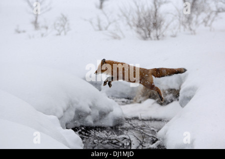 Red Fox (Vulpes vulpes vulpes) saltando su una insenatura. Kronotsky Zapovednik, Kamchatka, Russia Foto Stock