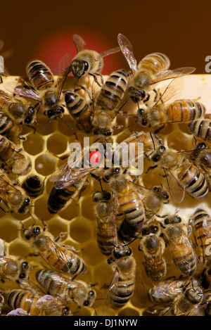 Il miele europeo Bee Western Honey Bee Apis mellifera Apis mellifica contrassegnato regina circondata dai lavoratori favo di miele Foto Stock