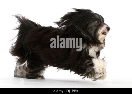 Havanese cane adulto in esecuzione visto di lato su Studio immagine contro uno sfondo bianco Foto Stock