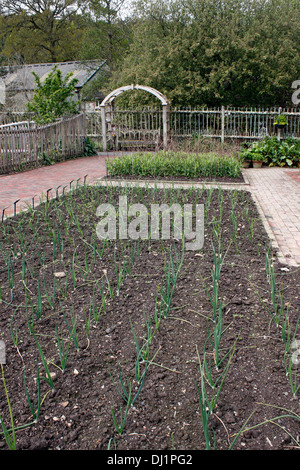 ONION PATCH su un riparto nella primavera del tempo. RHS ROSEMOOR DEVON. Foto Stock