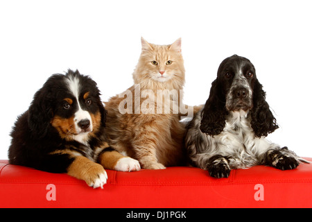 Bovaro del Bernese cucciolo di nove settimane vecchio Cocker Spaniel Norvegesi della Foresta gatto rosso divano in pelle Studio immagine contro il retro bianco Foto Stock