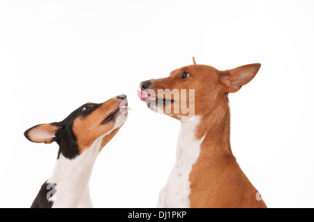 Basenji cucciolo di cinque mesi e cane maschio di tre anni con linguetta externded Studio immagine contro uno sfondo bianco Foto Stock