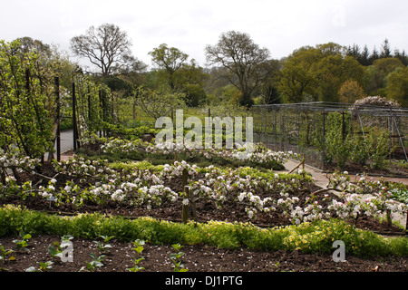 Cucina di verdura e di frutta giardino nella primavera del tempo. RHS ROSEMOOR. Foto Stock