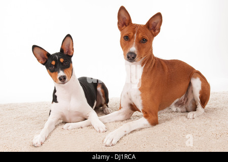 Basenji cucciolo di cinque mesi e cane maschio di tre anni la posa su sabbia Studio immagine contro uno sfondo bianco Foto Stock