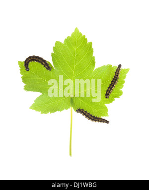 Close up di Verde Foglia di acero con tre bachi,isolato su sfondo bianco con profondità di campo ridotta. Foto Stock