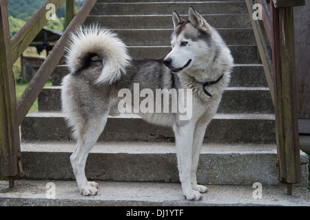 Husky in piedi, guardando indietro la scala di fuori Jaworzec PTTK shelter in Bieszczady Parco Nazionale della Polonia Foto Stock