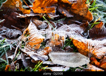 Kilsyth, Glasgow, Regno Unito. Il 19 novembre 2013. Pesanti le polveri di brina l'erba e foglie di autunno. Parco Colzium Kilsyth. Credito: ALAN OLIVER/Alamy Live News Foto Stock