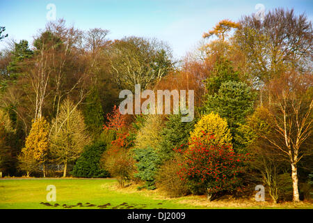 Kilsyth, Glasgow, Regno Unito. Il 19 novembre 2013. I colori autunnali nel Parco Colzium Kilsyth. Credito: ALAN OLIVER/Alamy Live News Foto Stock