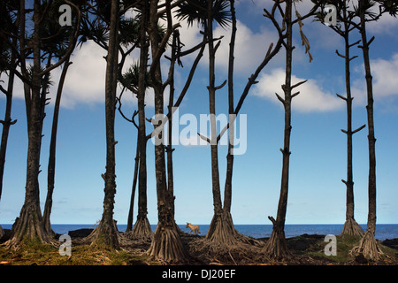 Le palme in un gigante volcanic arabe ou Les Puits volcanique giardino vicino San Philippe. Un istruttivo tour della costa Foto Stock