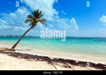 Palm tree on tropical beach at Guadeloupe Foto Stock