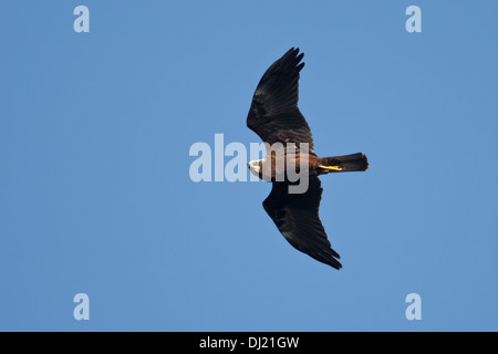 Falco di palude (Circus aeruginosus) in volo i capretti 1 cy Foto Stock