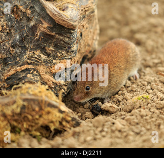 Bank vole, Myodes glareolus, precedentemente Clethrionomys glareolus Foto Stock