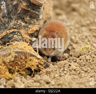 Bank vole, Myodes glareolus, precedentemente Clethrionomys glareolus Foto Stock