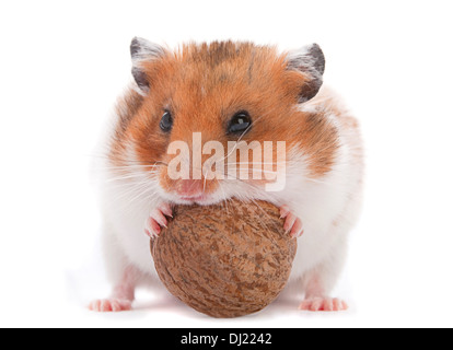 Hamster eating wallnut su bianco Foto Stock