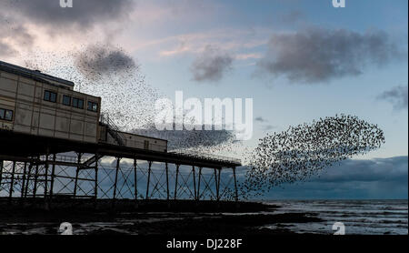 Aberystwyth Wales UK. Martedì 19 Novembre 2013 decine di migliaia di storni in volo a roost in ghisa gambe del lungomare vittoriano pier in Aberystwyth sulla West Wales coast, UK. Ogni sera gli uccelli ritornano dall alimentazione ed eseguire modelli intricati nel cielo prima di stabilirsi per la notte. Credito: keith morris/Alamy Live News Foto Stock