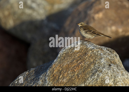 Acqua (Pipit Anthus spinoletta) 1 cy Foto Stock