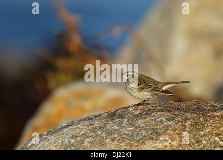 Acqua (Pipit Anthus spinoletta) 1 cy Foto Stock