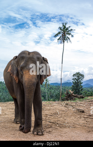 Sri Lanka, Pinnawela, un elefante giovanile nel vivaio di elefante Foto Stock