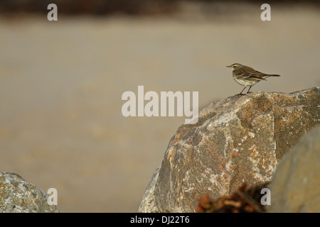 Acqua (Pipit Anthus spinoletta) 1 cy nel paesaggio Foto Stock