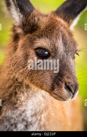 Grigio occidentale Canguro Macropus fuliginosus, Australia occidentale Foto Stock