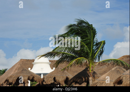 Palme al vento in un resort in Messico. Foto Stock