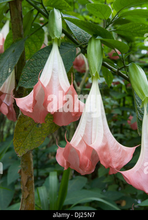 Angelo tromba fioriture lungo un fiume in Costa Rica. Datura arborea chiamato anche la regina della notte è velenoso. Foto Stock