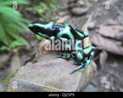 Dendrobates auratus, noto anche come il verde e nero dart di veleno o rana verde e nero freccia velenosa rana. Foto Stock