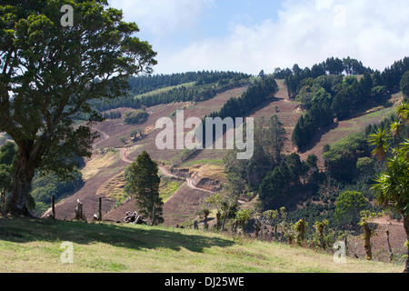 Una collina piantagione di caffè in Costa Rica Foto Stock