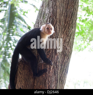 Saimiri del centro america su un albero in Costa Rica Foto Stock