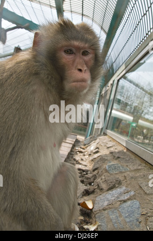 Una scimmia in uno zoo cercando tristemente Foto Stock