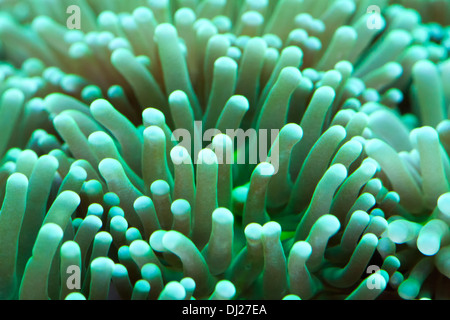Torcia coral Foto Stock
