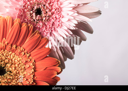 Di un bel colore rosa e arancio gerber margherite su sfondo bianco Foto Stock