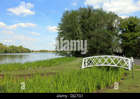 Frensham stagni, Farnham, Surrey, Inghilterra, Regno Unito. Foto Stock