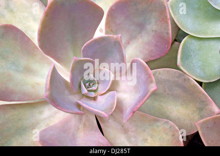 Extreme close up di rosa del deserto di piante succulente Foto Stock