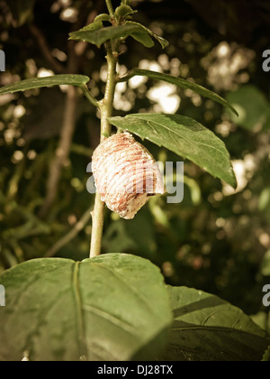 Rivestimento adesivo del gigante asiatico mantide religiosa Hierodula membranacea Foto Stock