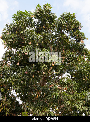 Frutto del cuscinetto albero di mango Foto Stock