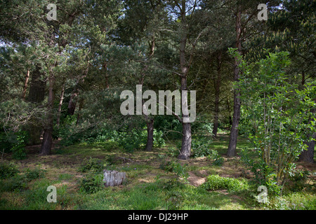 Silvicoltura a follia Hill boschi, Faringdon, Inghilterra Foto Stock