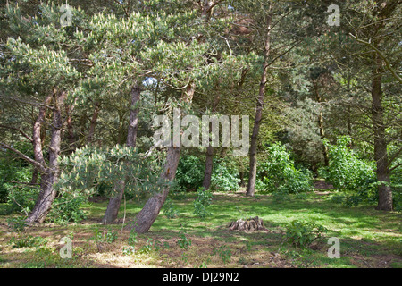 Silvicoltura a follia Hill boschi, Faringdon, Inghilterra Foto Stock