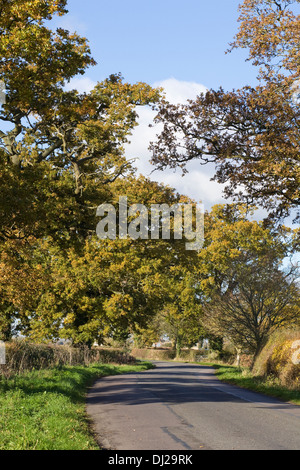 Quercus. Alberi di quercia fodera un paese di lingua inglese lane in autunno. Foto Stock